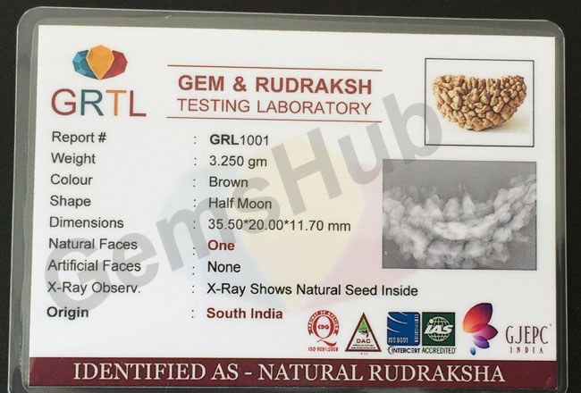 1 Face/Mukhi Certified Rudraksha Premium Quality